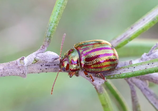 Biberiye böceği (Chrysolina americana), bir Akdeniz biberiye ve diğer otlar.