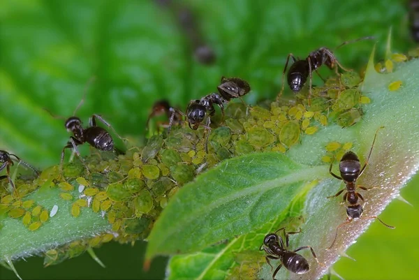 Formigas Que Cuidam Dos Pulgões — Fotografia de Stock