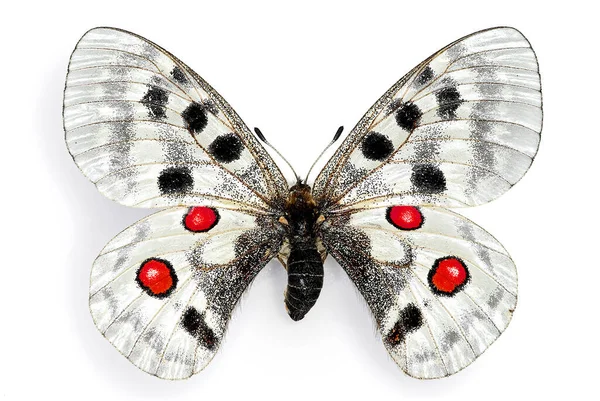 Apollo (Parnassious apollo), Avrupalı bir kelebek.