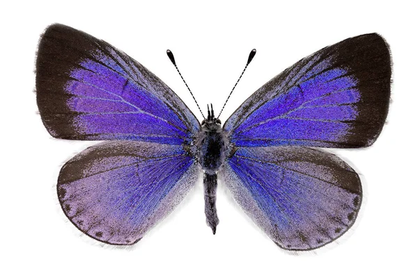 Azul Azevinho Celastrina Argiolus Fêmea — Fotografia de Stock