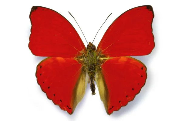 Red Butterfly Cymothoe Sangaris Isolated Shadow — Stock Photo, Image
