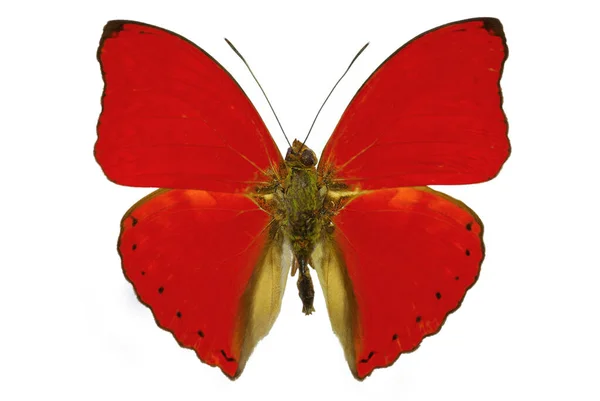 Red Butterfly Cymothoe Sangaris Isolated Shadow — Stock Photo, Image