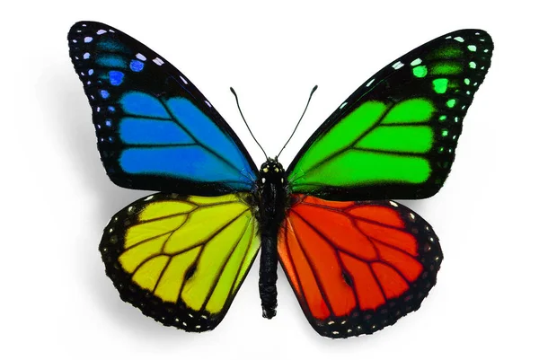 Borboleta Com Cores Fantasia — Fotografia de Stock