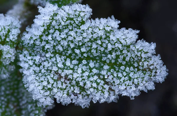 Morning Frost Leaf — Stok Foto