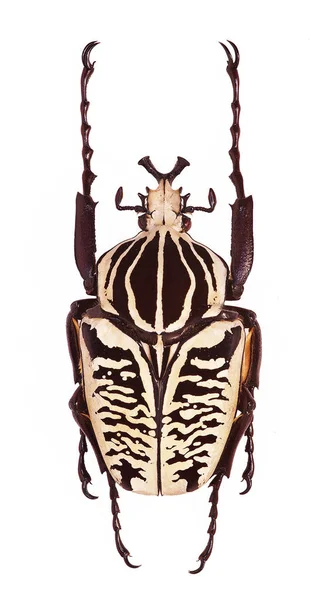 Espécime Masculino Golaithus Albosignatus África — Fotografia de Stock