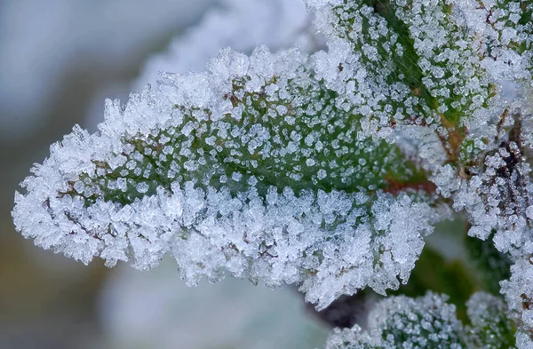 Утренний Мороз Листе — стоковое фото