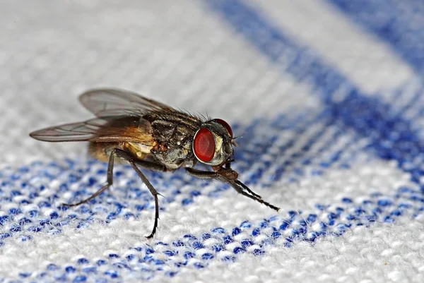 House Fly Musca Domestica Table Cloth — Stock Photo, Image