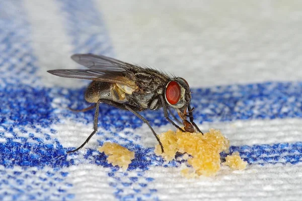 House Fly Musca Domestica Sucking Crubles Table Cloth — Stock Photo, Image