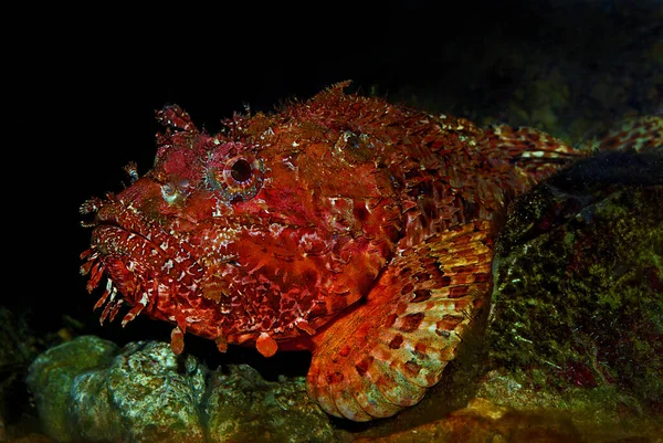 Portrait Une Scorpionfish Scorpaena Mer Adriatique Croatie — Photo