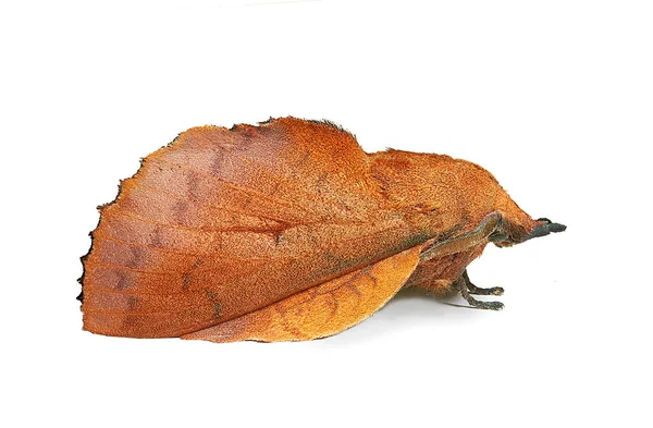 Лапперовий Метелик Gastropacha Quercifolia Імітує Мертвий Лист Стокове Фото