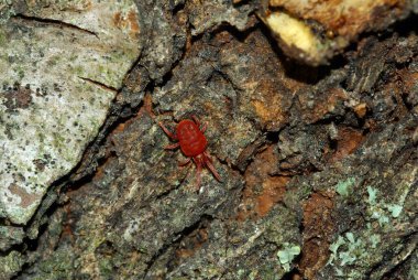 velevet mite (Trombidium holosericeum), çok küçük bir yırtıcı.