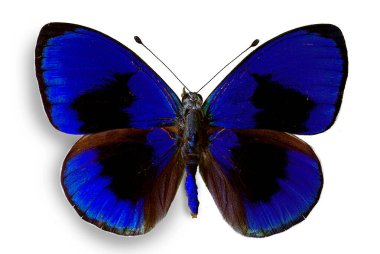 Asterope sapphira (Nymphalidae), Brezilyalı erkek.