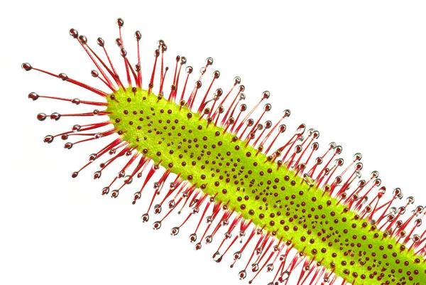Sundew Drosera capensis, etobur bir bitki.