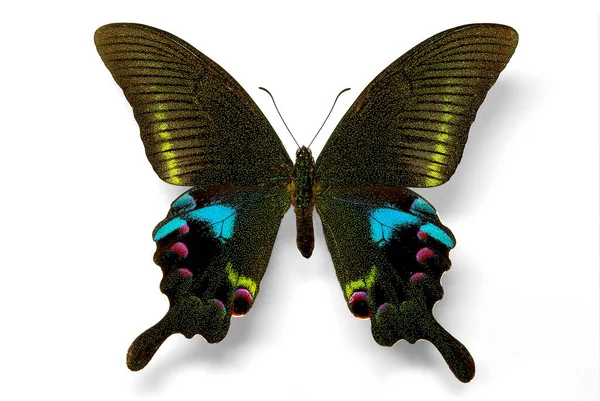 Rabo Andorinha Chinês Papilio Arcturus — Fotografia de Stock