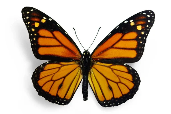 Monarcha Danaus Plexippus Motyl Migrujący — Zdjęcie stockowe