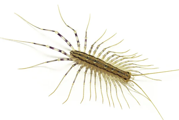 Ev kırkayağı (Scutigera coleoptrata)