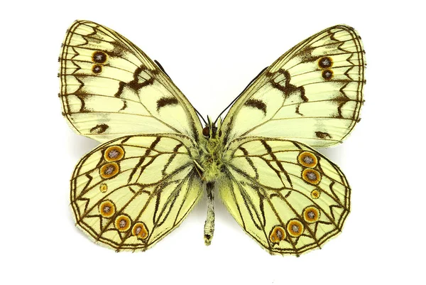 Melanargia arge (arka taraf)