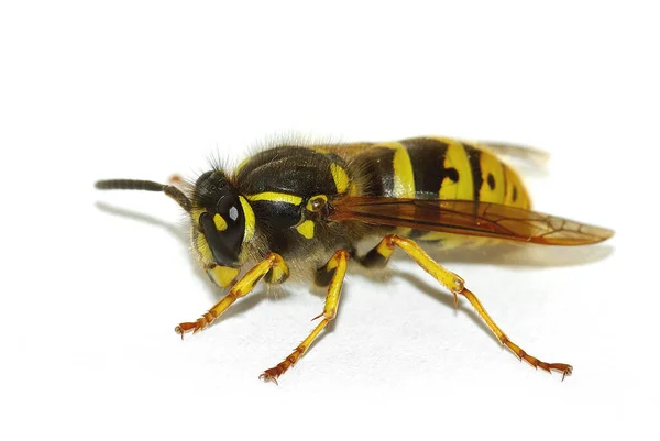 Avrupa Kâğıt Yaban Arısı Vespula Germanica — Stok fotoğraf