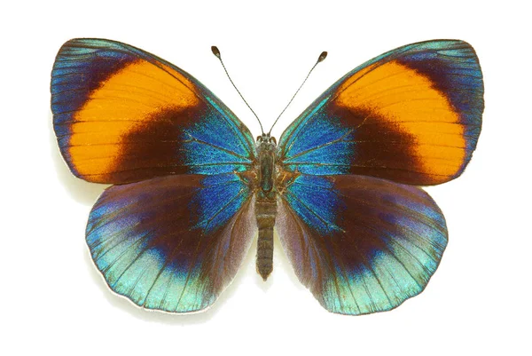 Asterope Sapphira Nymphalidae Feminino Brasil — Fotografia de Stock