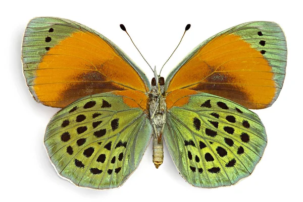 Asterope Sapphira Nymphalidae Männchen Aus Brasilien Ventrale Seite — Stockfoto