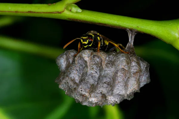 Guêpe Polistes Gardant Son Nid — Photo