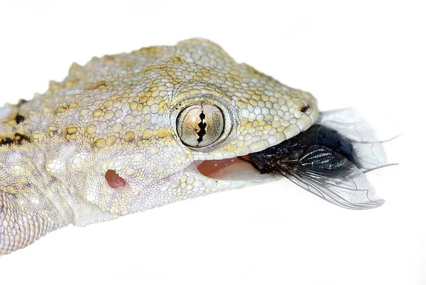 Avrupa Yaygın Gecko Portresi (Tarentola mauritanica) bir sinek yiyor