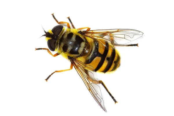ホバーフライMyathropa Florea Syrphidae 蜂を模倣 — ストック写真