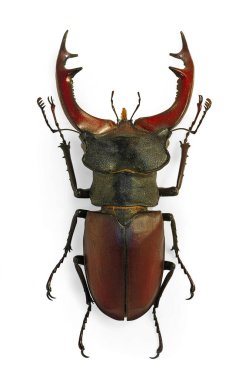 Geyik böceği Lucanus cervus, Avrupa 'nın en büyük böceği, nesli tükenmekte olan bir tür.