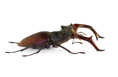 Geyik böceği Lucanus cervus, Avrupa 'nın en büyük böceği, nesli tükenmekte olan bir tür.