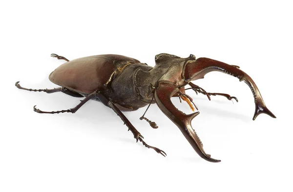 Stag Beetle Lucanus Cervus Largest European Beetle Endangered Species — Stock Photo, Image