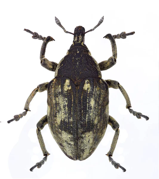 Larinus Onopordi Art Weevil — Stockfoto