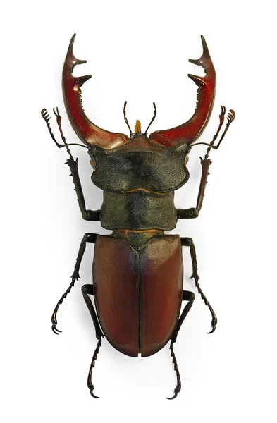 Stag Beetle Lucanus Cervus Largest European Beetle Endangered Species — Stock Photo, Image