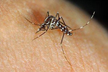 Asian Tiger Mosquito Aedes albopictus clipart
