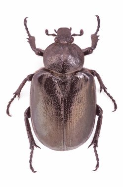 Soyu tükenmekte olan bir tür olan dişi münzevi böcek (Osmoderma eremita)