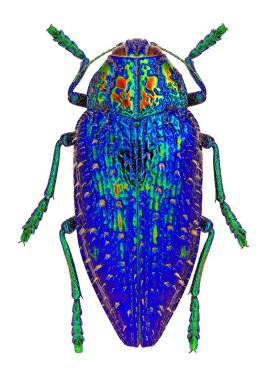 Madagaskar 'dan Jewel Beetle Polybothris sumptuosa