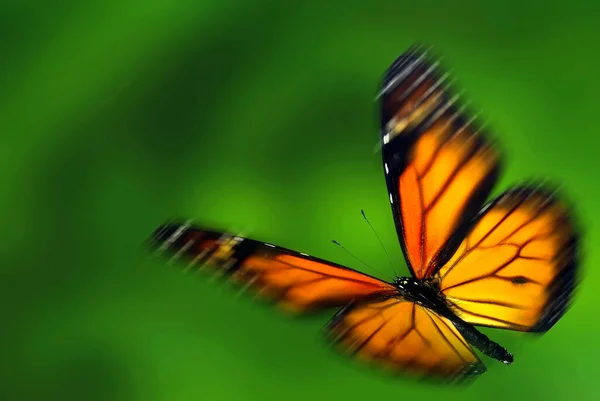 Kral (Danaus plexippus), bir göçmen kelebek.