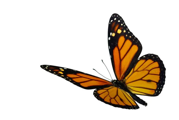 Kral (Danaus plexippus), bir göçmen kelebek.