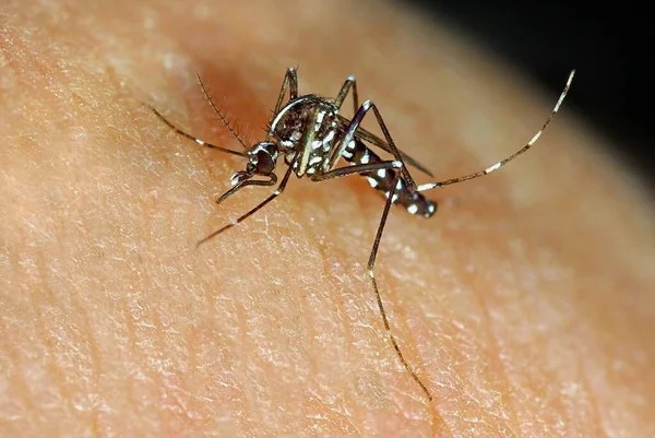 Asya Kaplanı Sivrisinek Aedes Albopictus — Stok fotoğraf