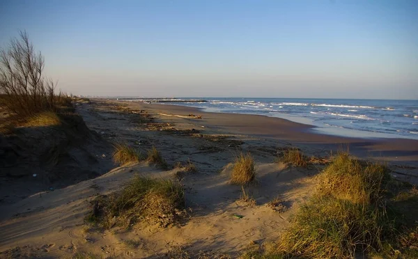 有沙丘和野生植被的天然海滩 — 图库照片