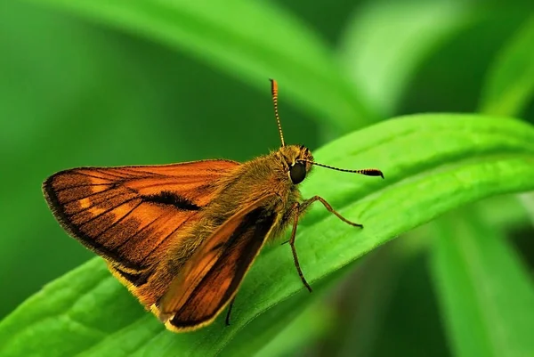 Ochlodes Venatus Hesperiidae Capitão Empoleirado Uma Folha — Fotografia de Stock