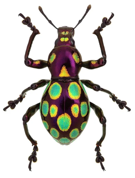 Amazing Exotic Weevil Pachyrhynchus Gemmatus — Stock Photo, Image