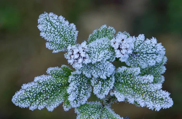 Gelo Inverno Folhas — Fotografia de Stock