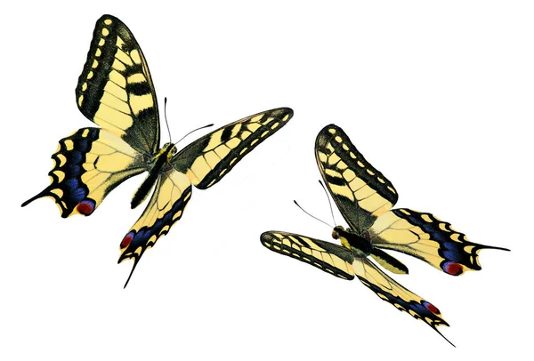 Vanlig Svälja Papilio Machaon Flygning — Stockfoto