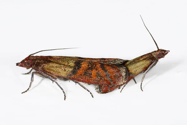 pest moth Plodia interpunctella
