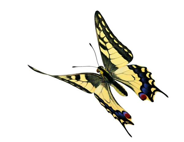 普通燕尾蛇 Papilio Machaon 飞行中 — 图库照片