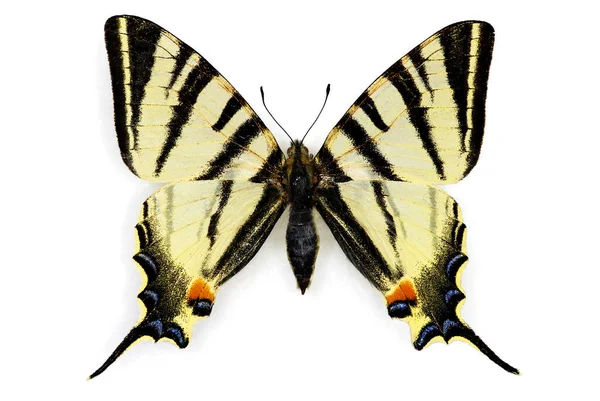 Scarce Swallowtail Iphiclides Podalirius Isolated White — Stock Photo, Image