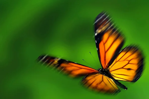 Монарх Danaus Plexippus Метелик Мігрант Стокове Зображення