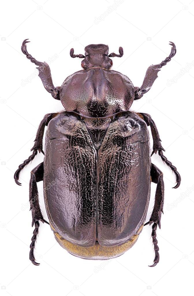 Male hermit beetle (Osmoderma eremita), an endangered species