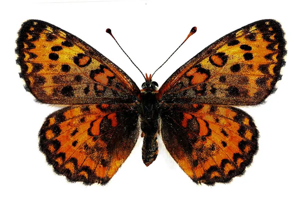 Fritilário Manchado Menor Melitaea Trivia Fêmea Isolado Sobre Fundo Branco — Fotografia de Stock