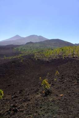 Volkanik toprak ve öncü ağaçlar Teide Ulusal Parkı, Tenerife, Kanarya Adaları 'nda